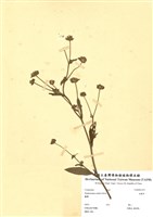 藏品(地膽草)的圖片
